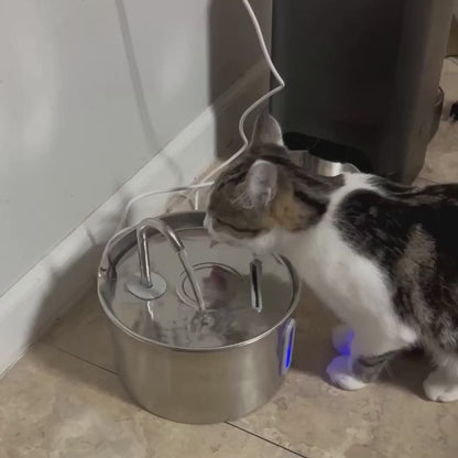 Proteggi il tuo gatto dalla disidratazione e dalle emergenze urinarie con Rayo™